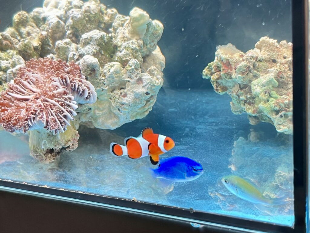 Micro:bit 珊瑚水質監察套裝