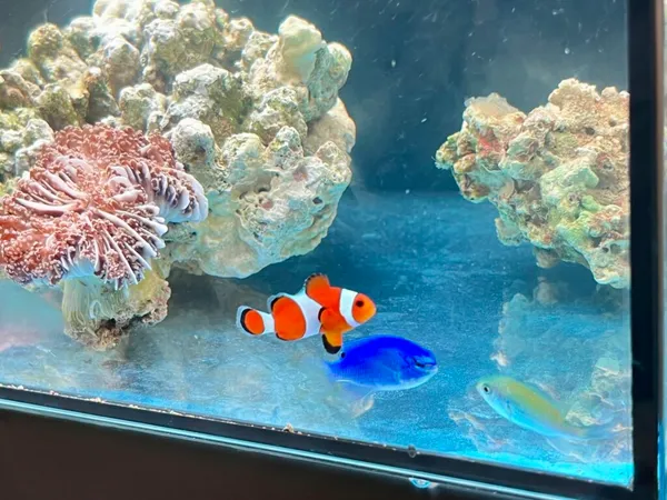 珊瑚環境監測入門課程